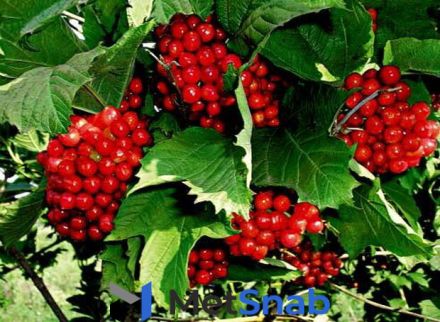 Калина красная Viburnum оpulus Красная Гроздь (1,5-1,8м/С15)