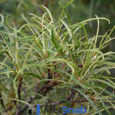 Крушина ломкая (ольховидная) Аспленифолия (Aspleniifolia) 175-200 см (саженец конт. 50л.)