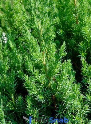 Можжевельник Juníperus Stricta (1,3-1,5м/С10)