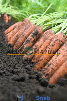 Морковь ниланд F1 2,4-2,6 (1 000 000 семян) Bejo