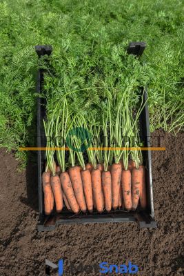 Морковь нарбонне F1 1,6-1,8 (1 000 000 семян) Bejo