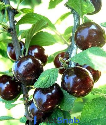 Вишня войлочная Prunus tomentosa Бордовая (5 лет)