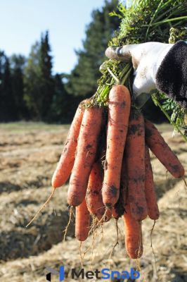 Морковь натуна F1 2,0-2,2 (1 000 000 семян) Bejo