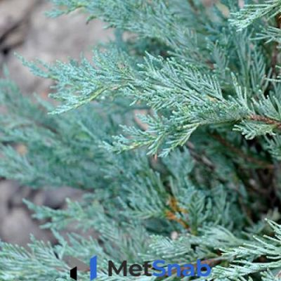 Можжевельник Juníperus Blue Heaven (1,0-1,2м/С7)