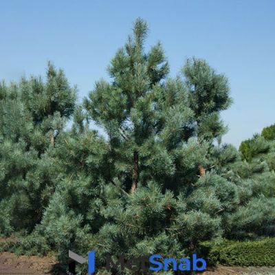 Сосна обыкновенная Глаука (Pinus sylvestris Glauca) (125-150см, саженец конт. 65)