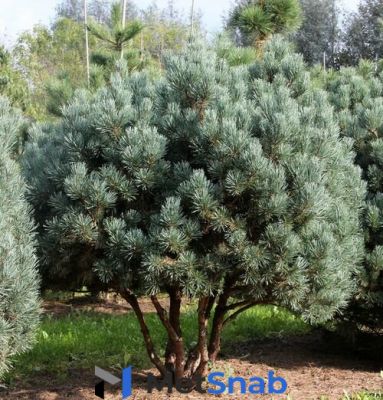Сосна обыкновенная Ватерери (Pinus sylvestris Watereri ) (30-40см, саженец конт. 12)