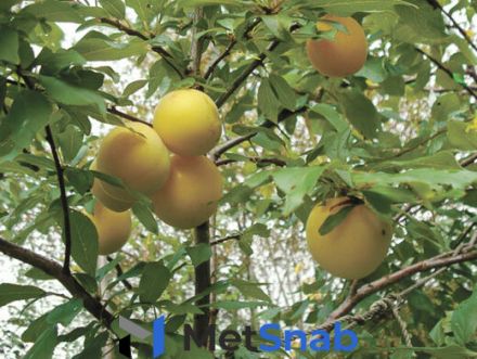 Алыча Prunus divaricataм Сонейка (6 лет)