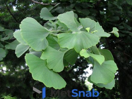 Гинкго билоба Ginkgo biloba Chris's Dwarf (1,3-1,5м/С10)