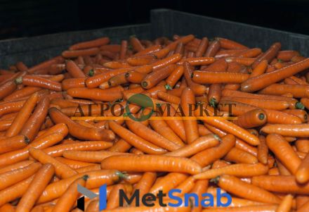 Морковь бангор F1 1,8-2,0 (1 000 000 семян) Bejo