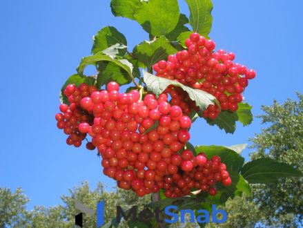 Калина красная Viburnum оpulus Соузга (1,5-1,8м/С15)