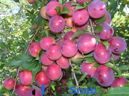 Алыча Prunus divaricataм Асолода (8 лет)