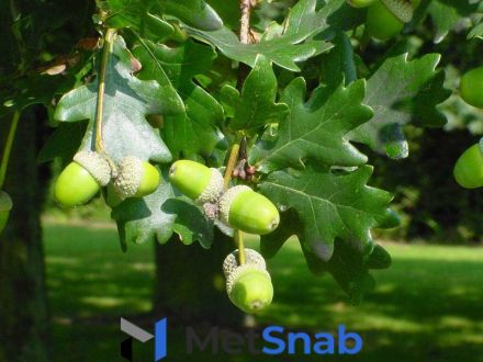 Дуб черешчатый Quercus robur Asplenifolia (1,3-1,5м/С10)