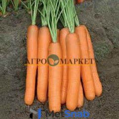 Морковь монанта 1,6-1,8 (1 000 000 семян) Rijk Zwaan