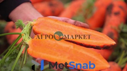 Морковь намибия F1 1,6-1,8 (1 000 000 семян) Bejo