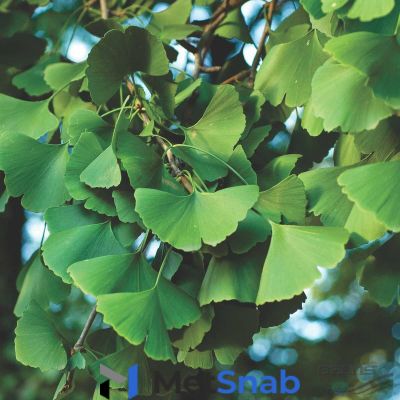 Гинкго билоба Ginkgo biloba Fastigiata (1,3-1,5м/С10)