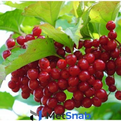 Калина красная Viburnum оpulus Красный коралл (1,5-1,8м/С15)