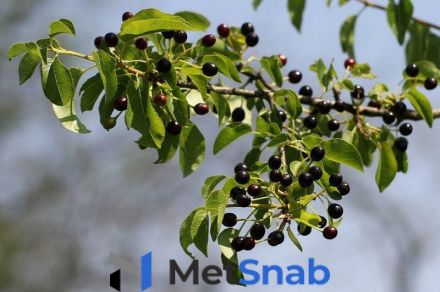 Черёмуха антипка Prunus mahaleb (2,2-2,5м/С20)