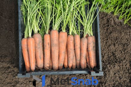 Морковь нектар F1 1,6-1,8 (1 000 000 семян) Bejo