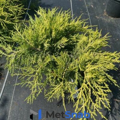 Можжевельник средний Олд Голд (Juniperus media (pfitzeriana) Old Gold) (бонсай 80-100см, саженец конт. 80л)