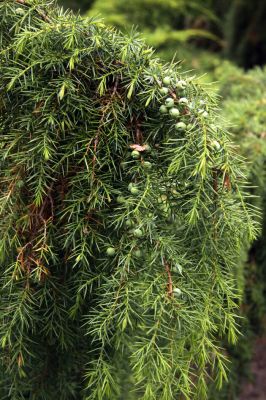 Можжевельник Juníperus Oblonga Pendula (1,0-1,2м/С7)