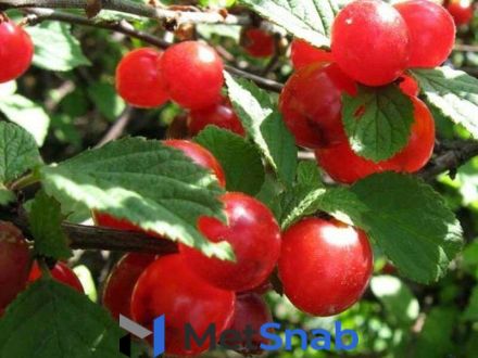Вишня войлочная Prunus tomentosa Смуглянка восточная (5 лет)