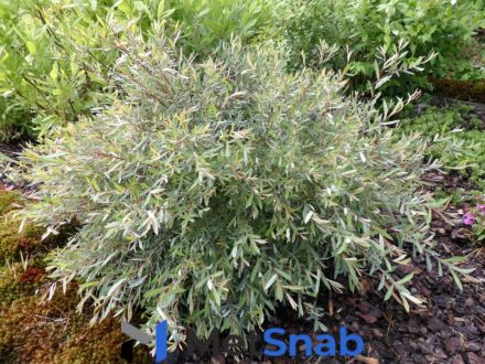 Ива пурпурная Salix purpurea Gracilis Nana (1,0-1,2м/С7)