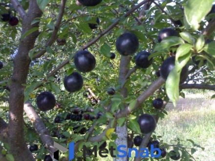 Алыча Prunus divaricataм Кремень (6 лет)