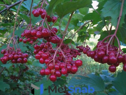 Калина красная Viburnum оpulus Ульгень (1,5-1,8м/С15)