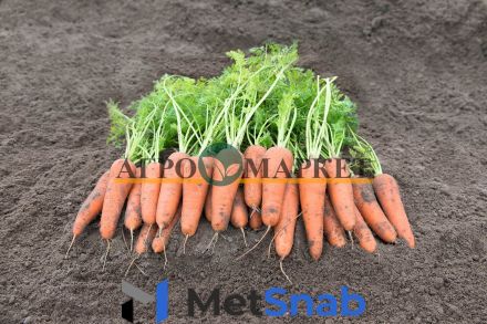 Морковь канберра F1 1,6-1,8 (1 000 000 семян) Bejo